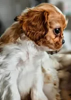 Buster Jr., a male Cavalier King Charles Spaniel for sale in Denver, CO – Photo 5 of 8