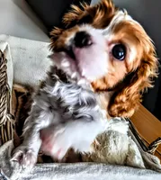 Buster Jr., a male Cavalier King Charles Spaniel for sale in Denver, CO – Photo 2 of 8