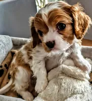 Buster Jr., a male Cavalier King Charles Spaniel for sale in Denver, CO – Photo 3 of 8