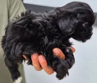 Grogu, a male Shihpoo for sale in Denver, CO – 2 of 3
