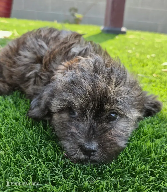 George Harrison  – Shihpoo puppy for sale in Denver, CO
