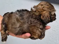 Walter Cronkite , a male Shihpoo for sale in Denver, CO – 3 of 4
