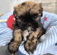 Shih Tzu Female, a female Shih Tzu for sale in Denver, CO – 4 of 4