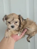 Princess , a female Morkie for sale in Denver, CO – 1 of 10