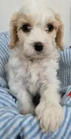 Male Cavachon, a male Cavachon for sale in Denver, CO – 5 of 6