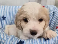 Male Cavachon, a male Cavachon for sale in Denver, CO – 2 of 6