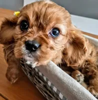 Ruby, a female Cavalier King Charles Spaniel for sale in Denver, CO – Photo 5 of 6