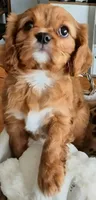 Ruby, a female Cavalier King Charles Spaniel for sale in Denver, CO – Photo 3 of 6