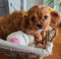 Ruby, a female Cavalier King Charles Spaniel for sale in Denver, CO – Photo 1 of 6