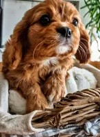 Ruby, a female Cavalier King Charles Spaniel for sale in Denver, CO – Photo 4 of 6