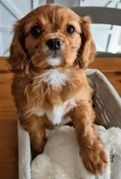 Ruby, a female Cavalier King Charles Spaniel for sale in Denver, CO – Photo 6 of 6