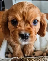 Ruby, a female Cavalier King Charles Spaniel for sale in Denver, CO – Photo 2 of 6