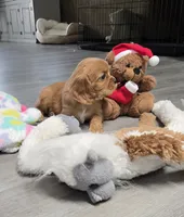 Baby Girl, a female Cavalier King Charles Spaniel for sale in Denver, CO – Photo 3 of 6