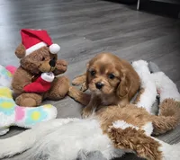 Baby Girl, a female Cavalier King Charles Spaniel for sale in Denver, CO – Photo 4 of 6