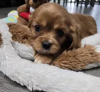 Baby Girl, a female Cavalier King Charles Spaniel for sale in Denver, CO – Photo 5 of 6