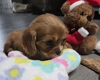 Baby Girl, a female Cavalier King Charles Spaniel for sale in Denver, CO – Photo 2 of 6