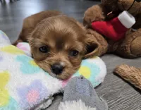 Baby Girl, a female Cavalier King Charles Spaniel for sale in Denver, CO – Photo 6 of 6