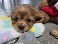 Baby Girl, a female Cavalier King Charles Spaniel for sale in Denver, CO – Photo 1 of 6