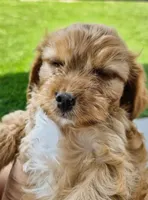 Sophia Loren, a female Cavachon for sale in Denver, CO – 3 of 3