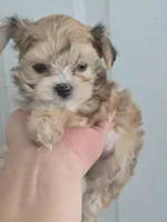Princess , a female Morkie for sale in Denver, CO – 4 of 10