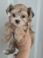 Princess , a female Morkie for sale in Denver, CO – 6 of 10