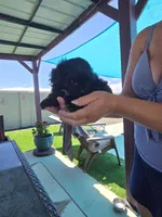 Johnny Cash, a male Shihpoo for sale in Denver, CO – 9 of 9