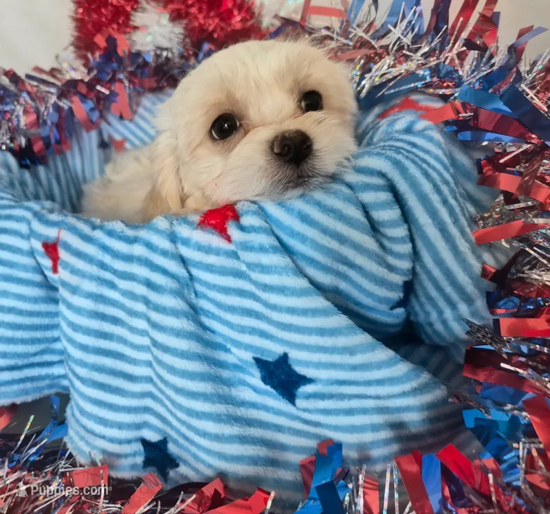 Buddy  – Bichon Frise, Shih Tzu puppy for sale in Denver, CO