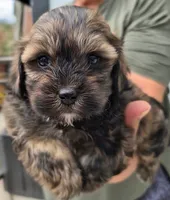 Walter Cronkite , a male Shihpoo for sale in Denver, CO – 2 of 4