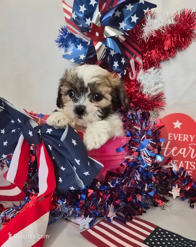 Miracle  – Bichon Frise, Shih Tzu puppy for sale in Denver, CO