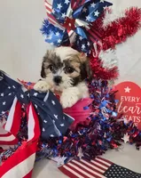 Miracle , a female Bichon Frise and Shih Tzu for sale in Denver, CO – 1 of 3