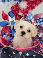 Jenny , a female Bichon Frise and Shih Tzu for sale in Denver, CO – 3 of 5