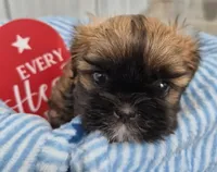 Shih Tzu Female, a female Shih Tzu for sale in Denver, CO – 2 of 4