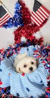Buddy , a male Bichon Frise and Shih Tzu for sale in Denver, CO – 3 of 3