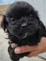 Grogu, a male Shihpoo for sale in Denver, CO – 1 of 3