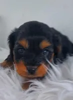 Male, a male Cavapoo for sale in Denver, CO – Photo 1 of 2