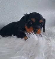 Male, a male Cavapoo for sale in Denver, CO – Photo 2 of 2