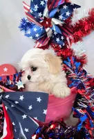 Pearl , a female Bichon Frise and Shih Tzu for sale in Denver, CO – 2 of 2