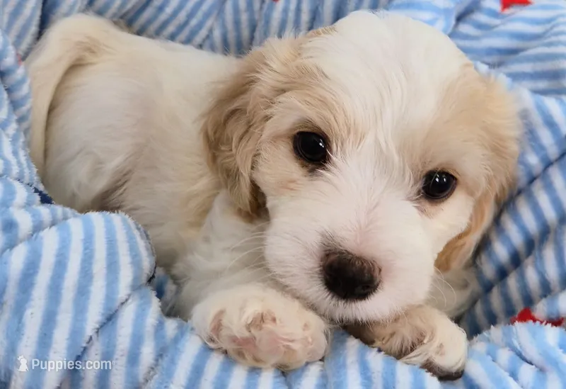 Male Cavachon – Cavachon puppy for sale in Denver, CO