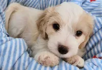 Male Cavachon, a male Cavachon for sale in Denver, CO – 1 of 6