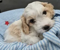 Male Cavachon, a male Cavachon for sale in Denver, CO – 6 of 6