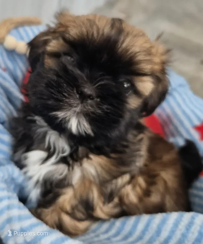 Shih Tzu Female – Shih Tzu puppy for sale in Denver, CO