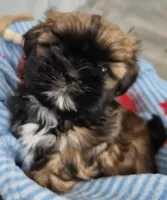 Shih Tzu Female, a female Shih Tzu for sale in Denver, CO – 1 of 4