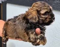 Walter Cronkite , a male Shihpoo for sale in Denver, CO – 4 of 4