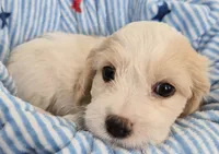 Male Cavachon, a male Cavachon for sale in Denver, CO – 3 of 6