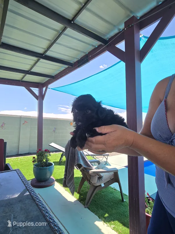 Johnny Cash – Shihpoo puppy for sale in Denver, CO