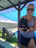 Johnny Cash, a male Shihpoo for sale in Denver, CO – 4 of 9