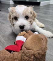 Baby boy, a male Cavachon for sale in Denver, CO – Photo 6 of 6