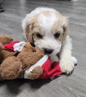Baby boy, a male Cavachon for sale in Denver, CO – Photo 5 of 6