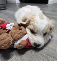 Baby boy, a male Cavachon for sale in Denver, CO – Photo 4 of 6
