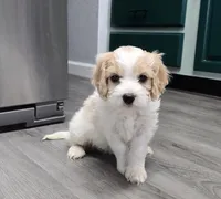 Baby boy, a male Cavachon for sale in Denver, CO – Photo 3 of 6
